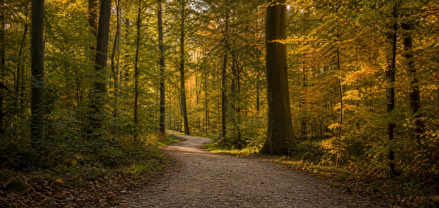 Zonnig bospad door landgoed Oranjewoud bij Heerenveen